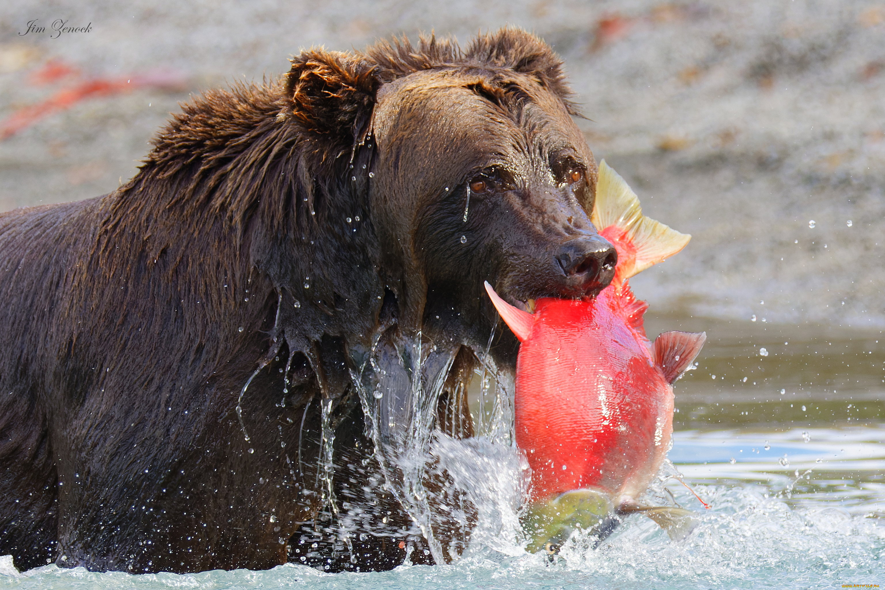 животные, медведи, медведь