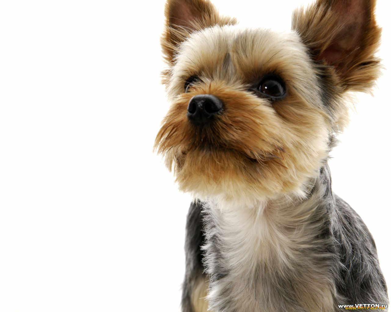 животные, собаки