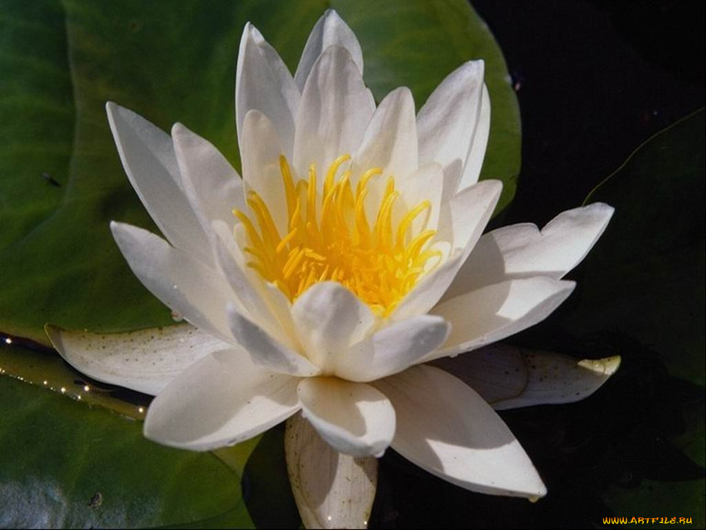 цветы, лилии, водяные, нимфеи, кувшинки