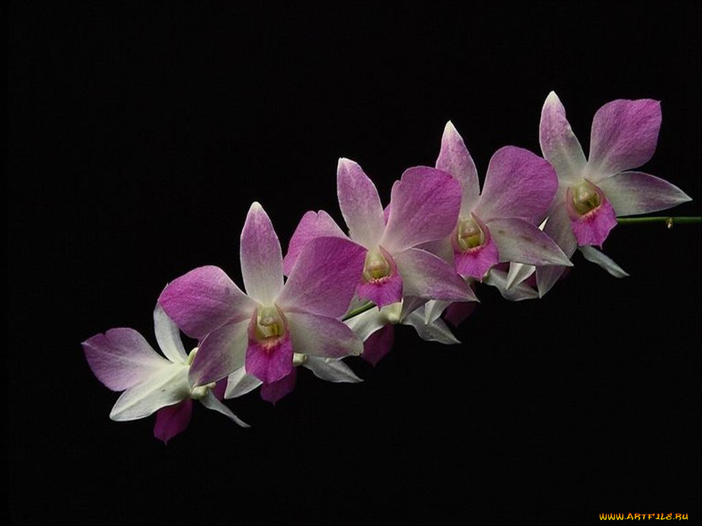 цветы, орхидеи