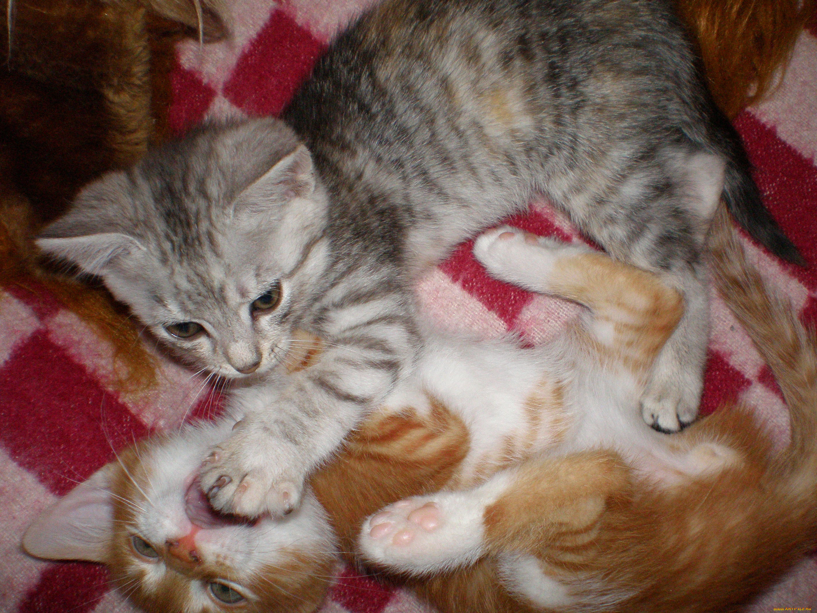 животные, коты