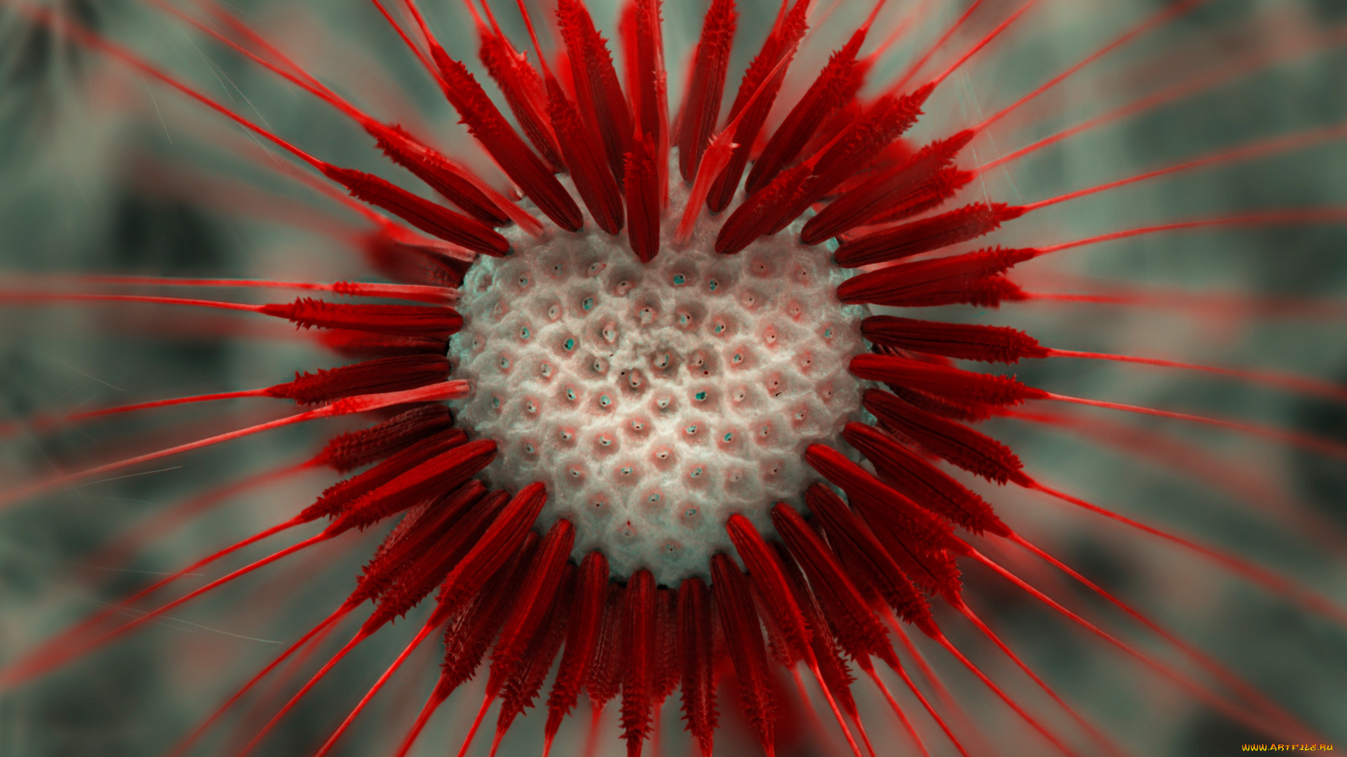 цветок, любви, цветы, луговые, полевые