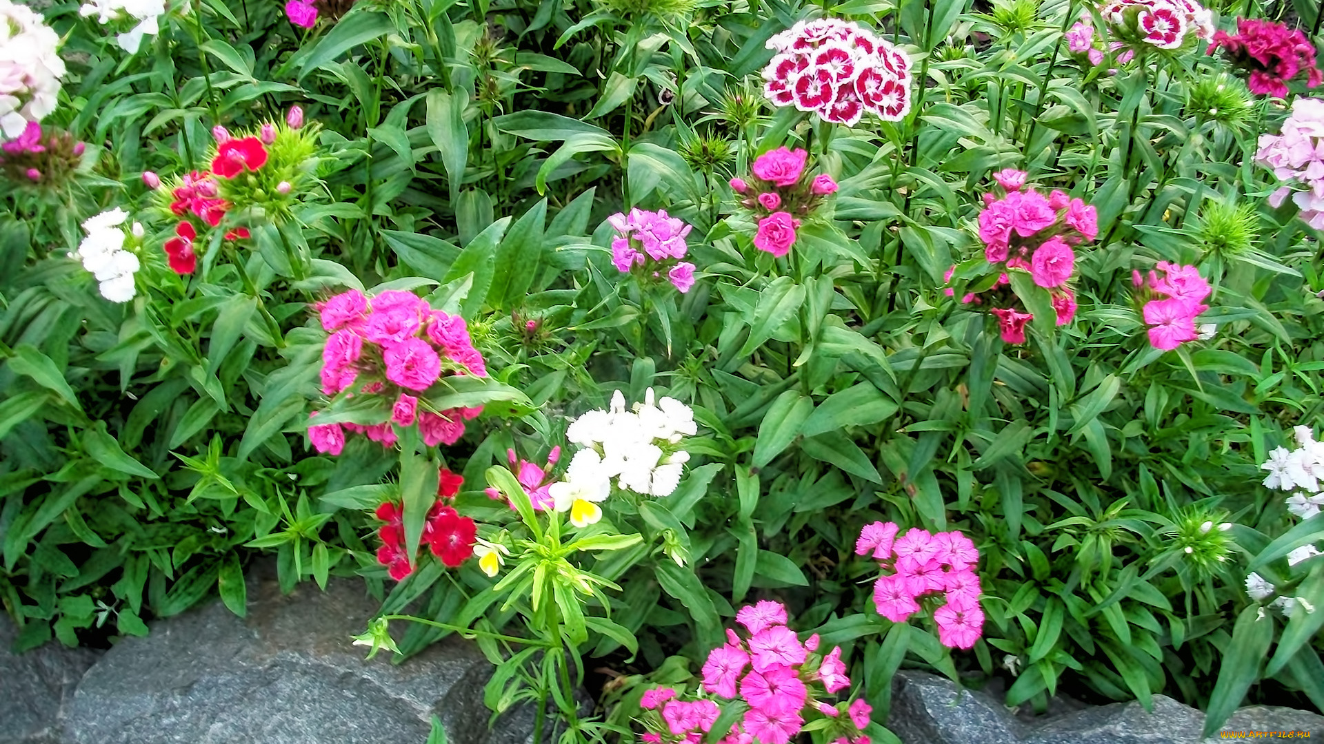 цветы, гвоздики