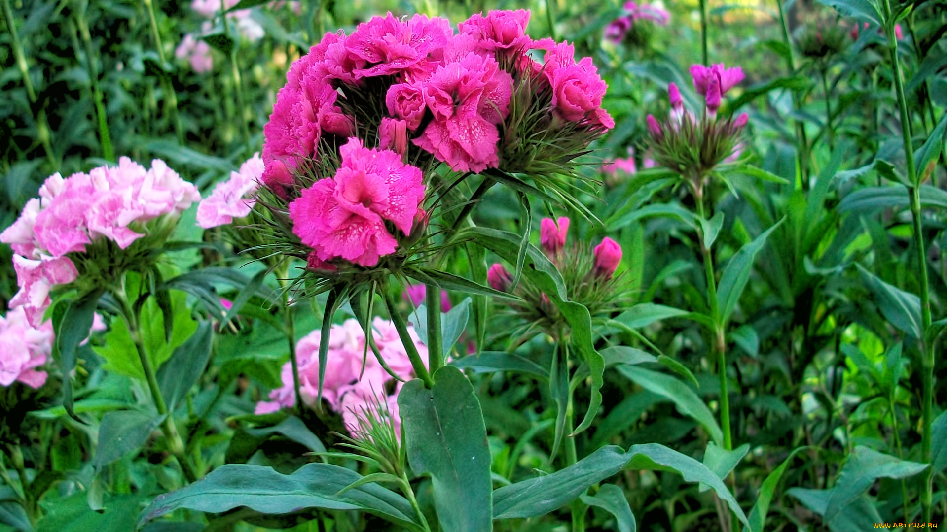 цветы, гвоздики