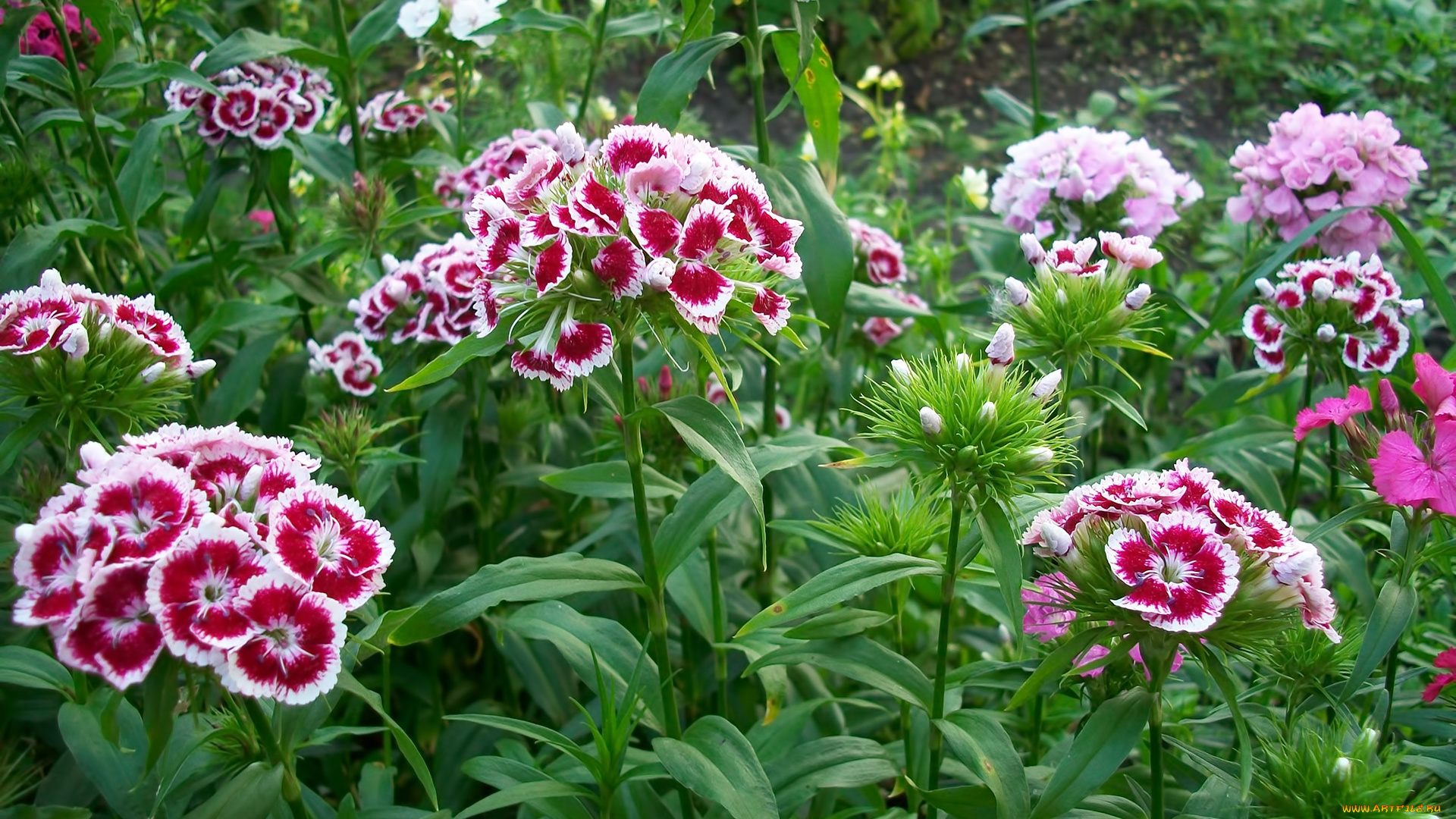 цветы, гвоздики