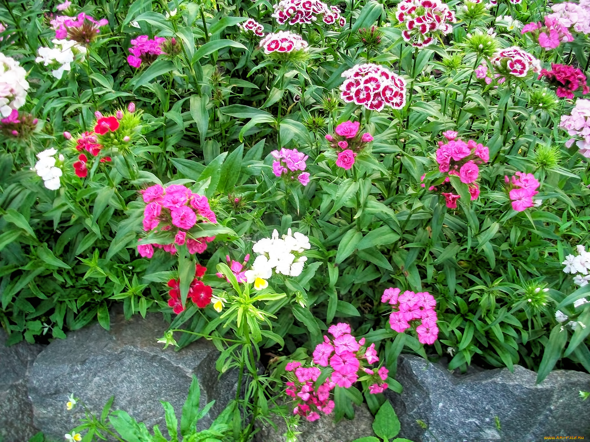 цветы, гвоздики