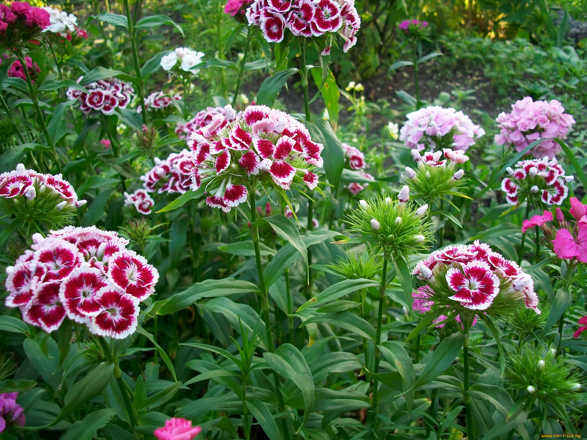 цветы, гвоздики