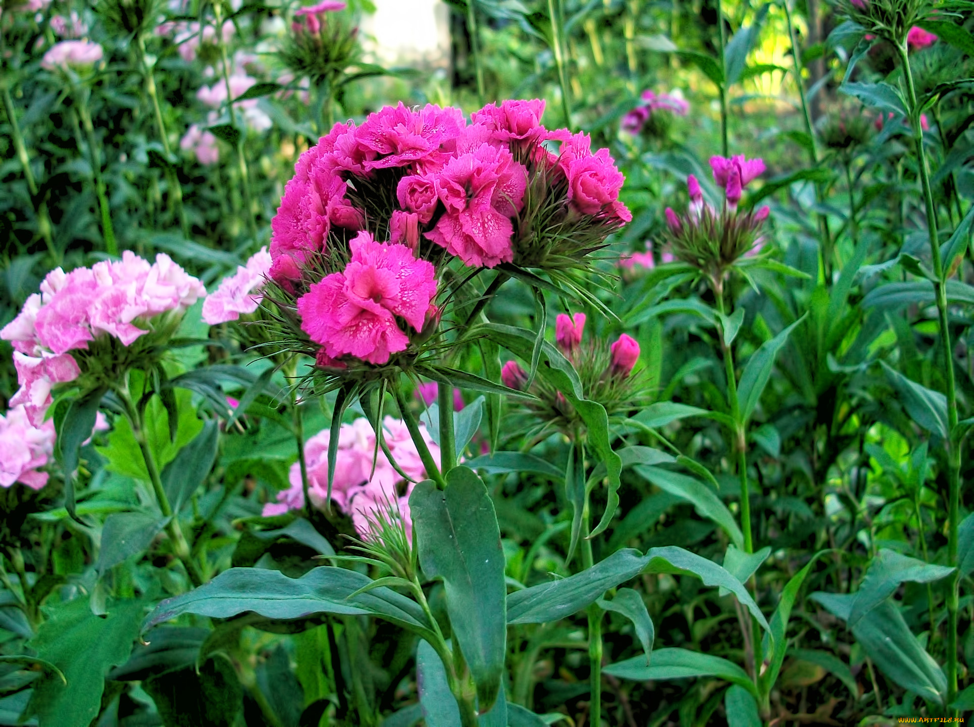 цветы, гвоздики