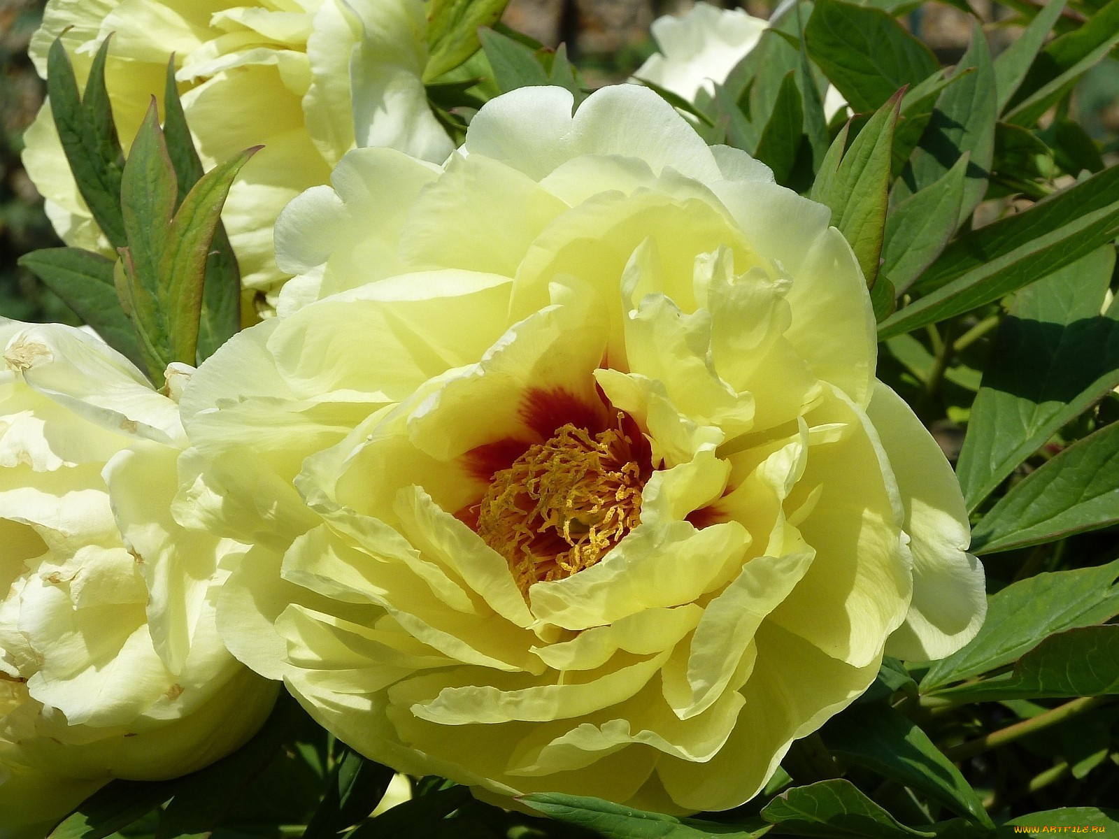 цветы, пионы