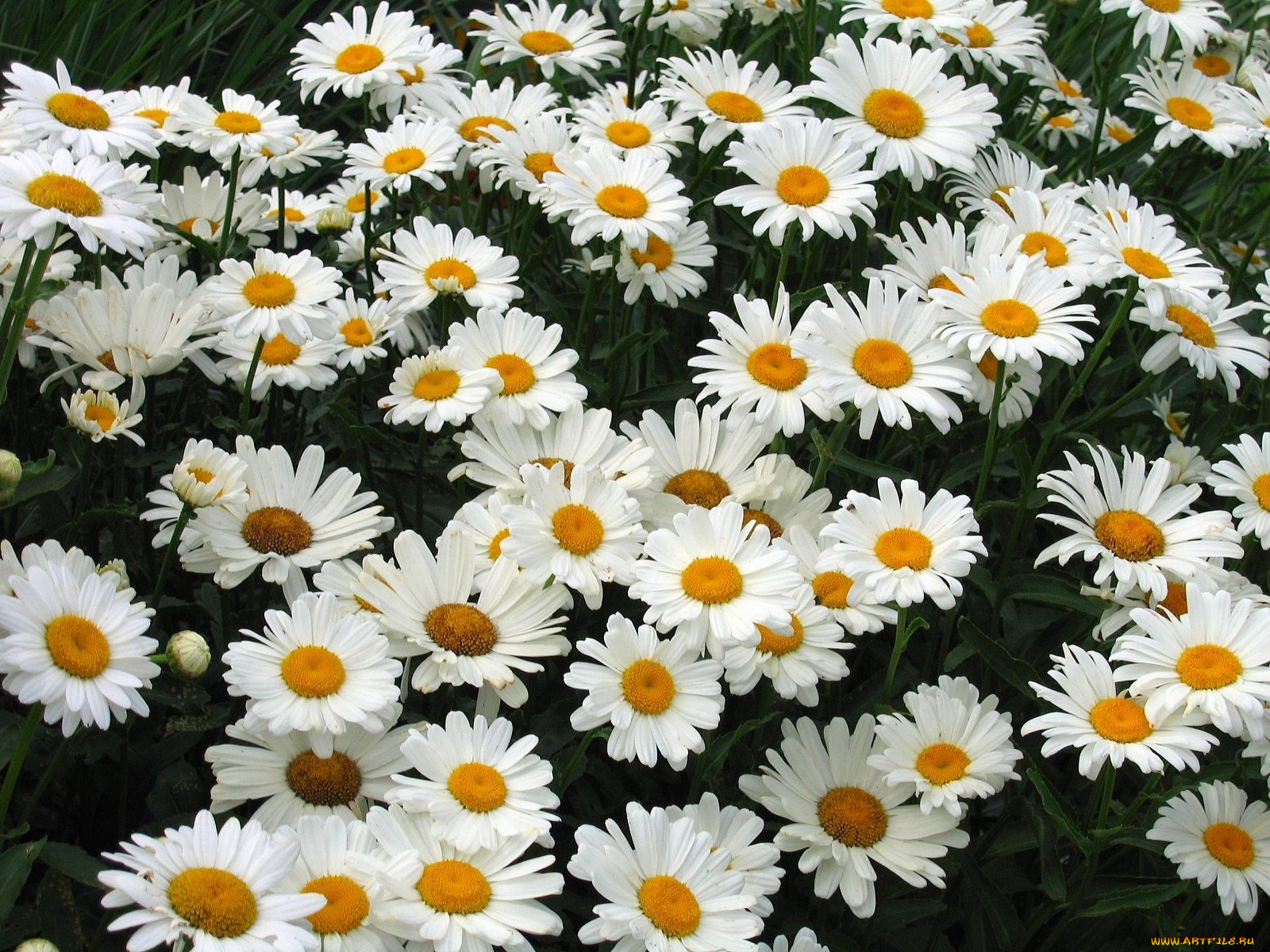 цветы, ромашки
