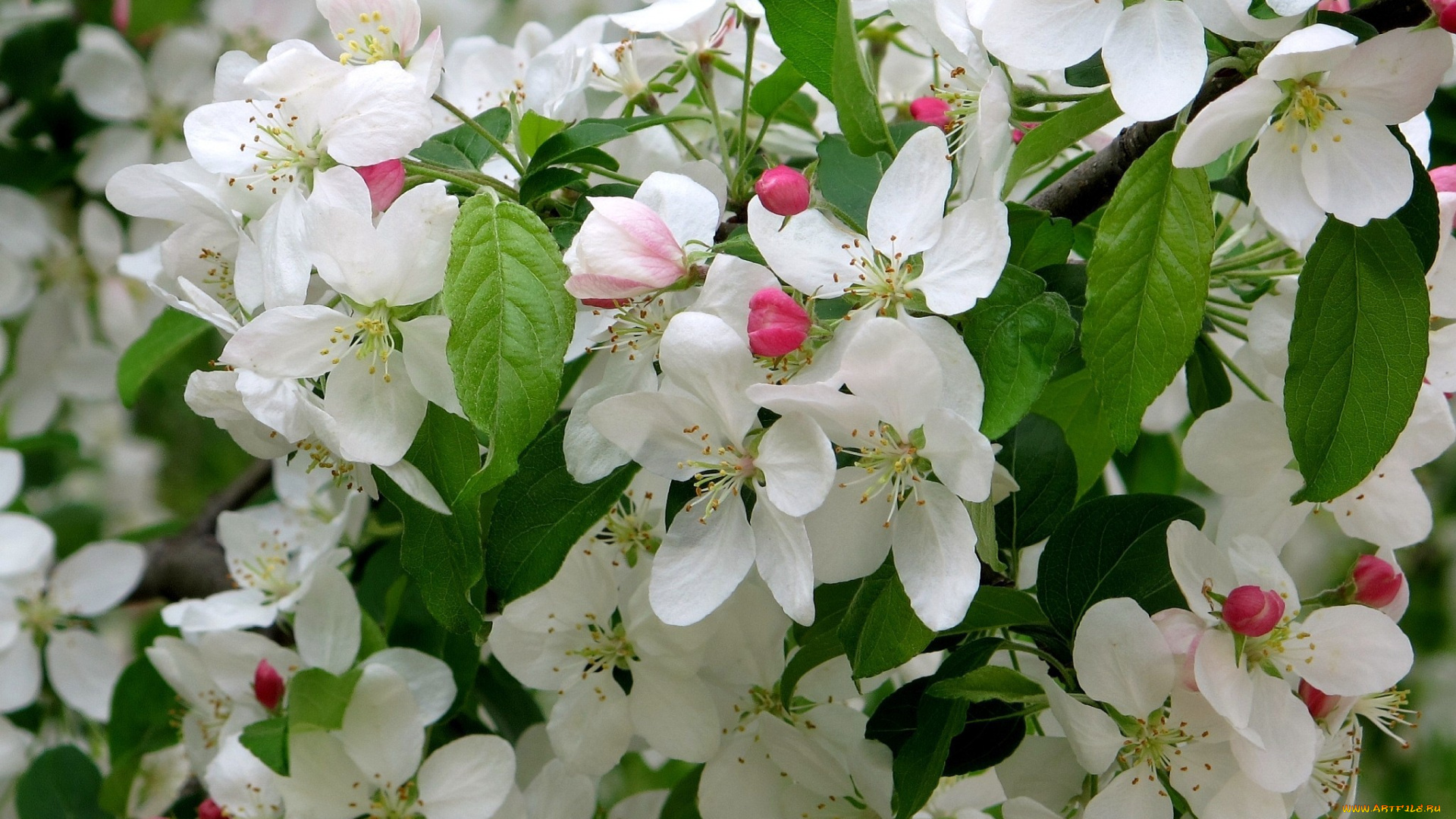 цветы, цветущие, деревья, кустарники, ветки