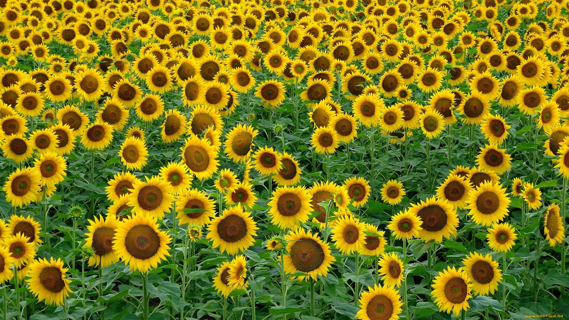 цветы, подсолнухи