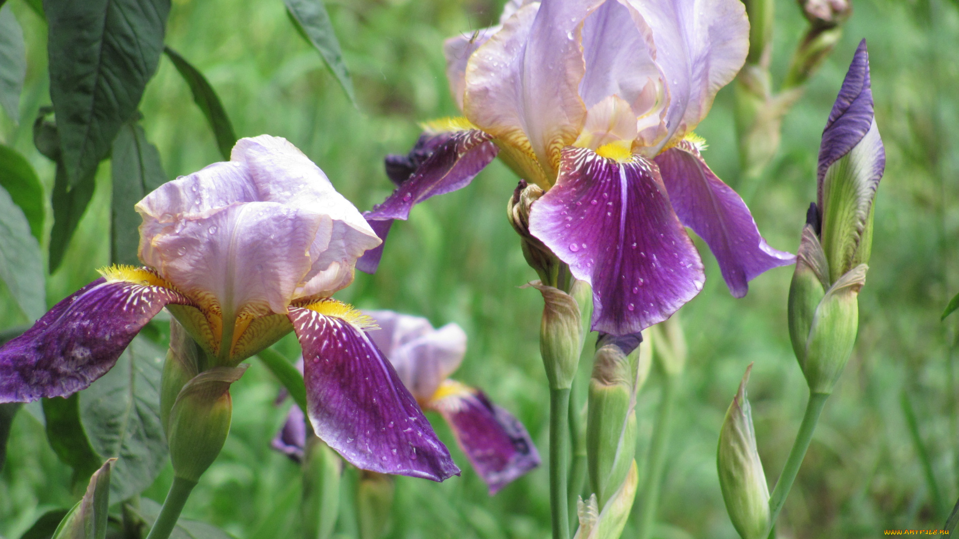 ирисы, цветы