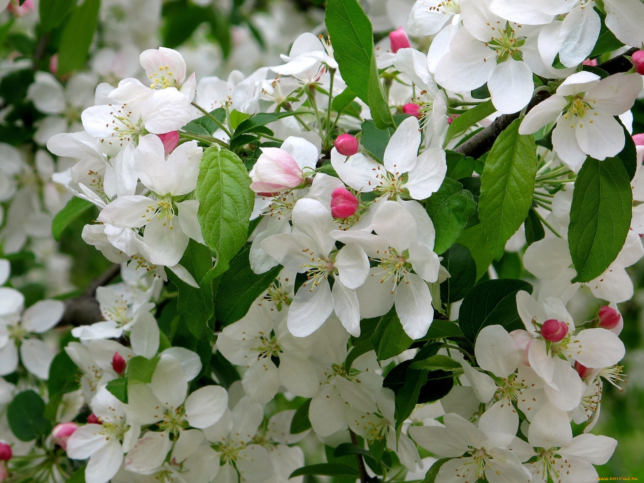 цветы, цветущие, деревья, кустарники, ветки