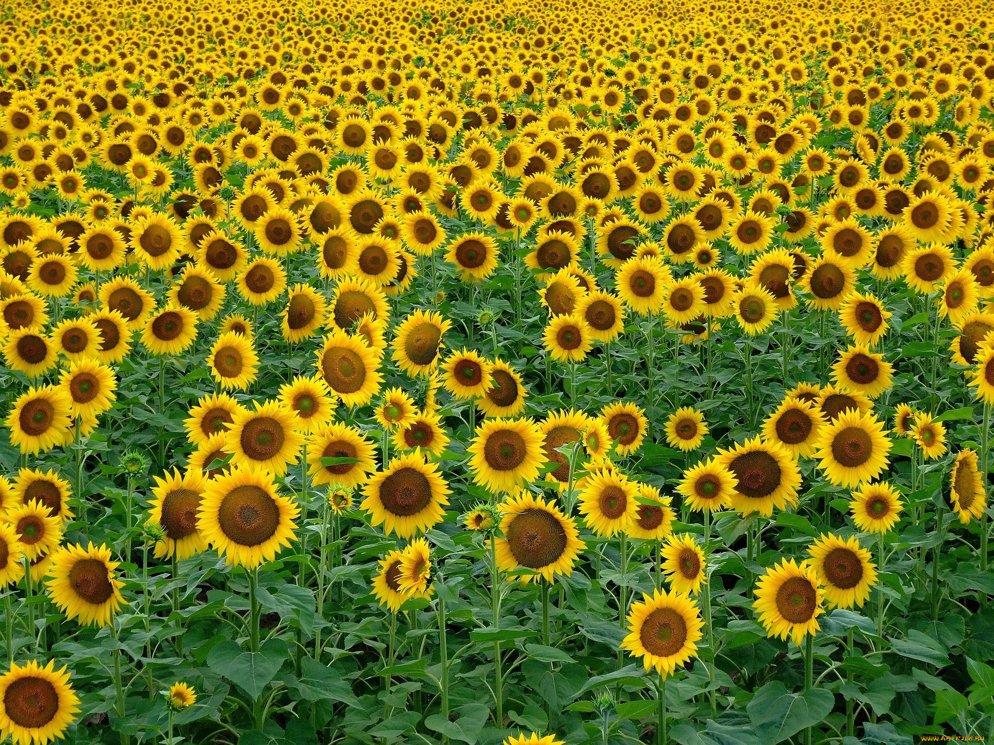 цветы, подсолнухи