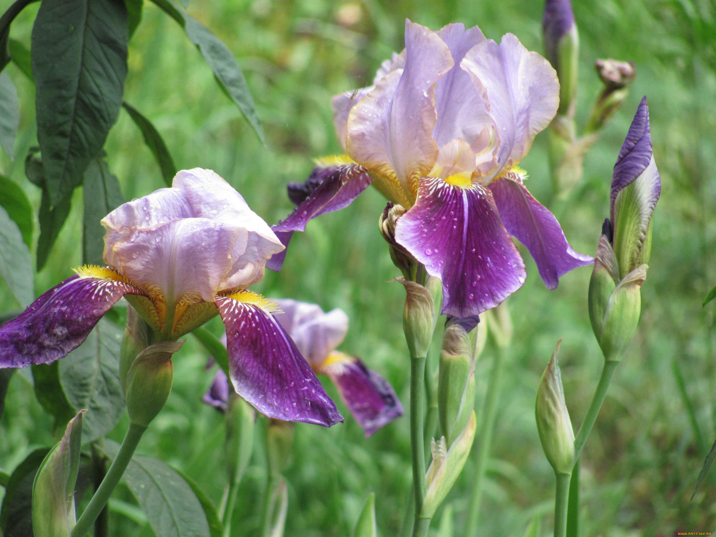 ирисы, цветы