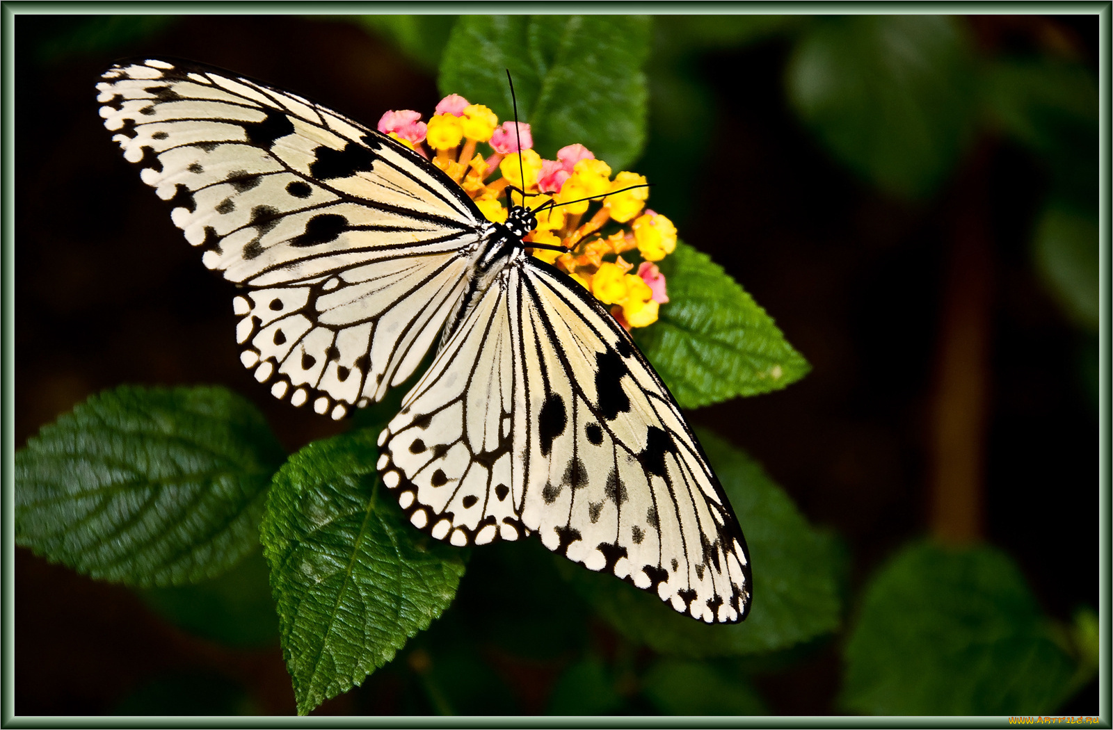 животные, бабочки, цветок, бабочка