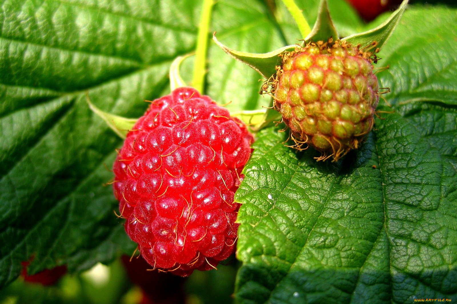 природа, Ягоды, малина