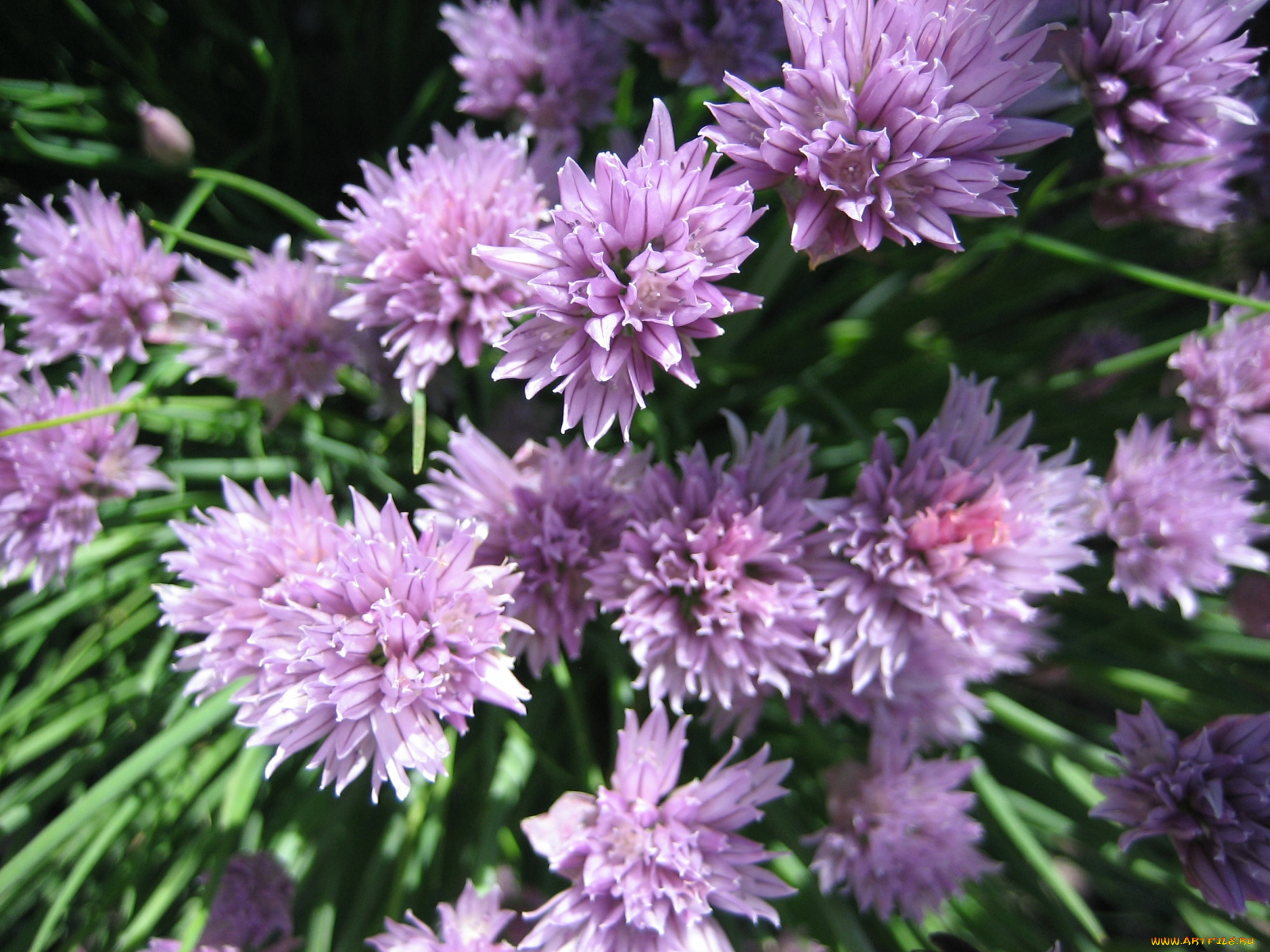 цветы, аллиум, декоративный, лук, лук-шалот