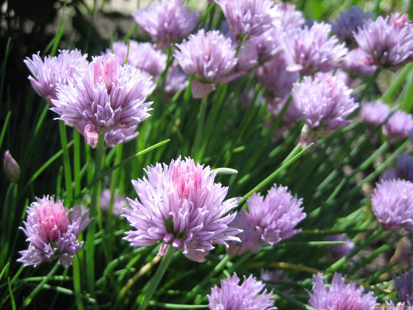 цветы, аллиум, декоративный, лук, лук-шалот