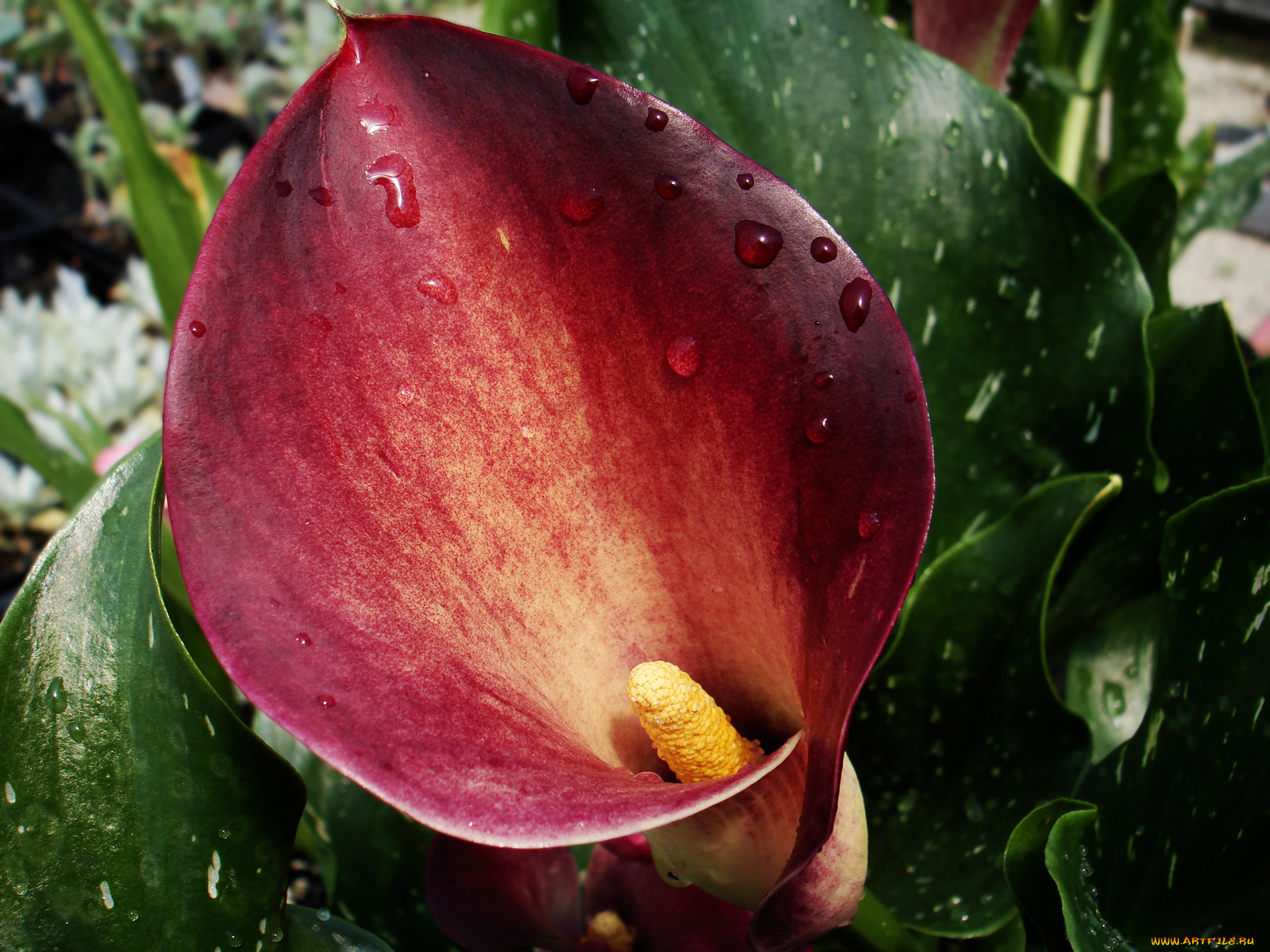 цветы, каллы, красный