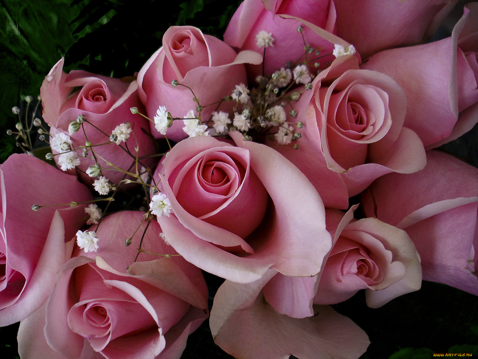 цветы, розы, розовый