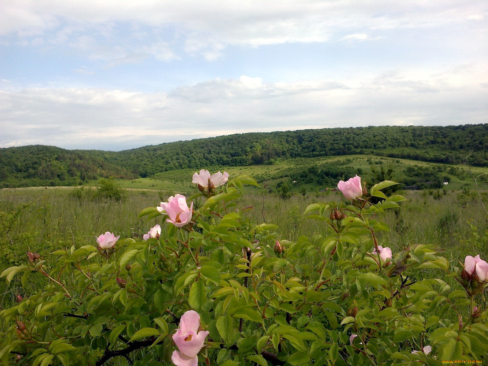 цветы, шиповник, куст, дикая, роза