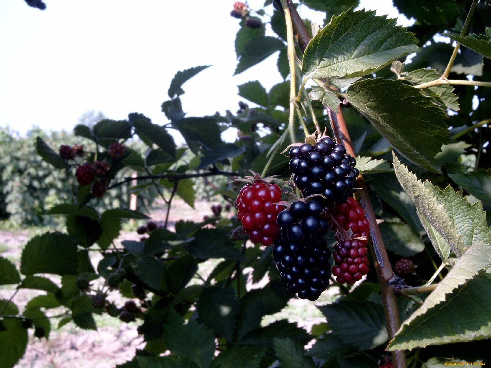 природа, Ягоды, ежевика