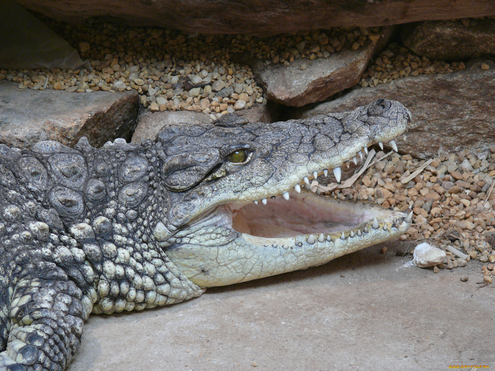 животные, крокодилы, крокодил