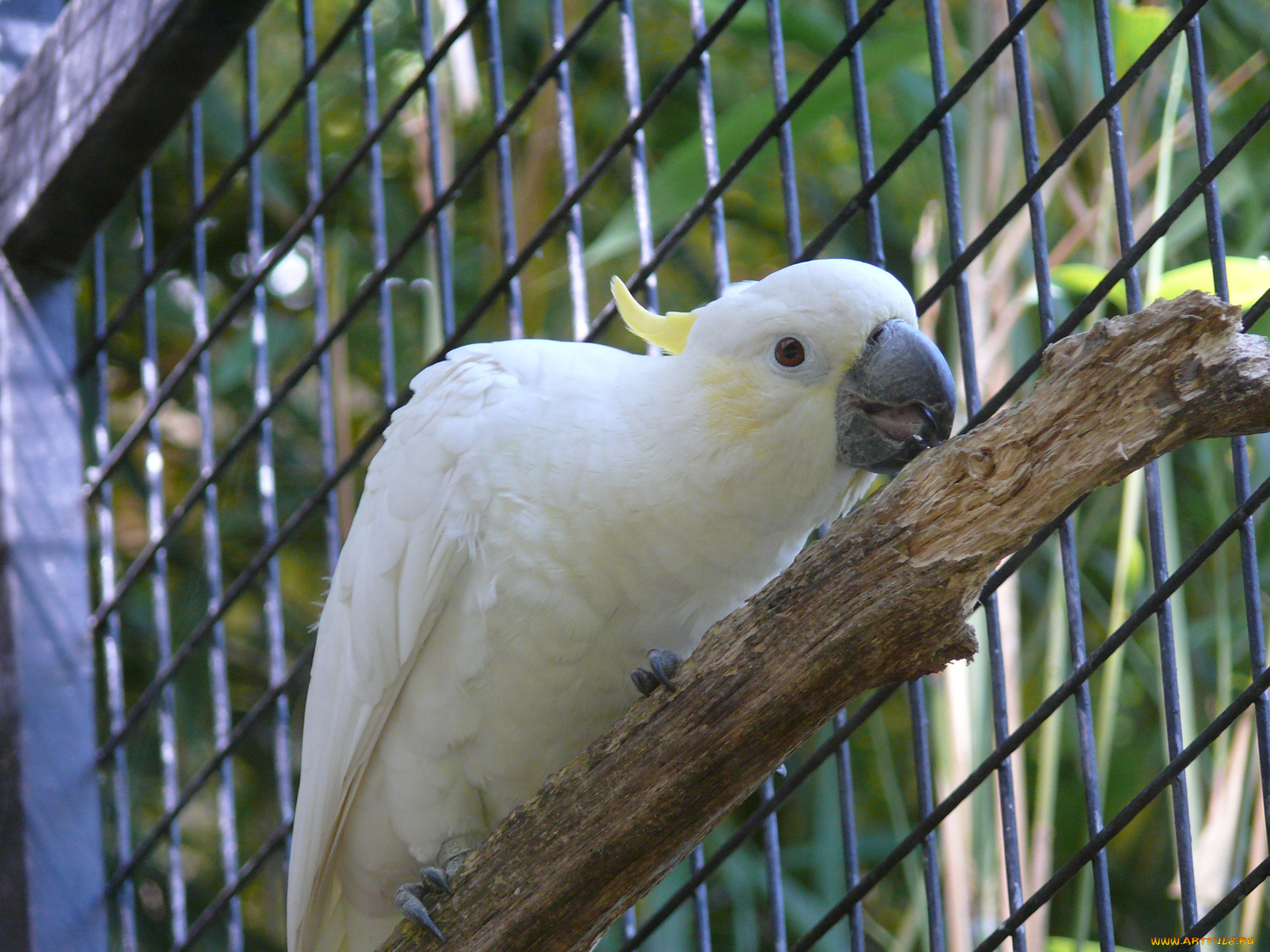 животные, попугаи, попугай, сетка