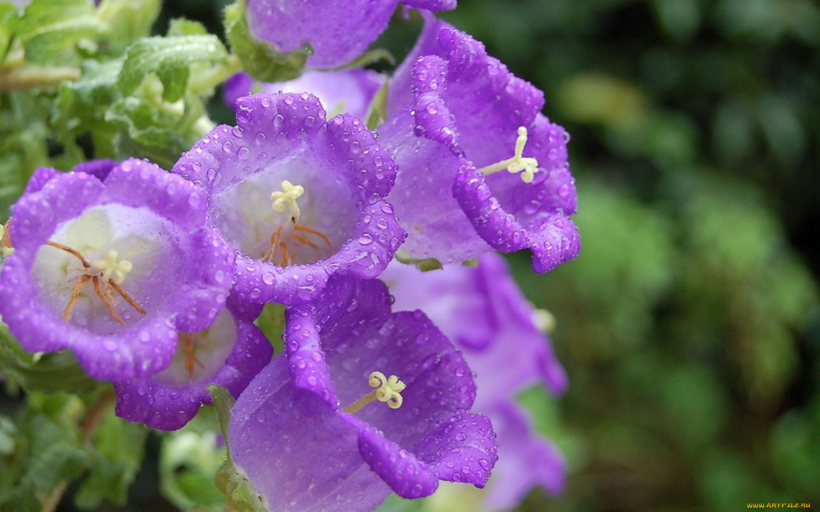 цветы, колокольчики, сиреневый, капли