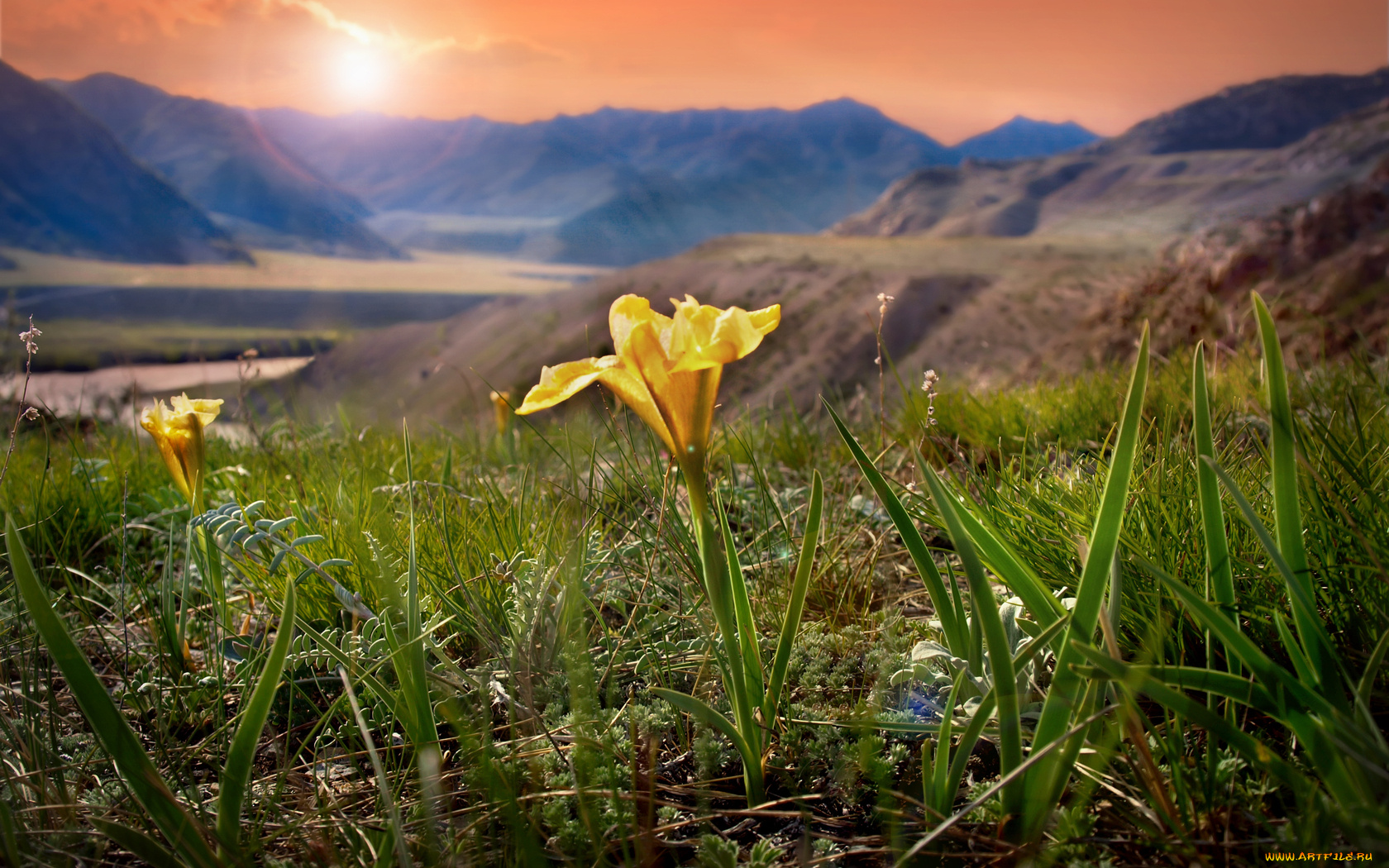 цветы, луговые, полевые, цветок
