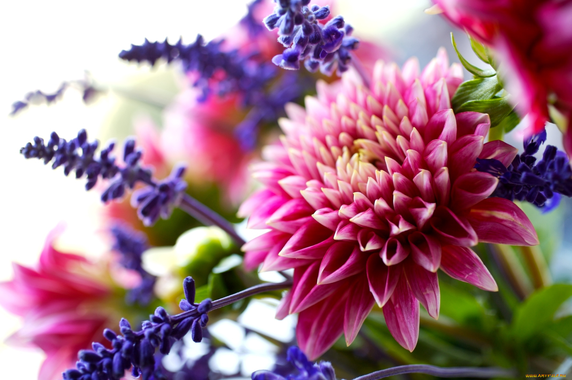 цветы, разные, вместе, георгин