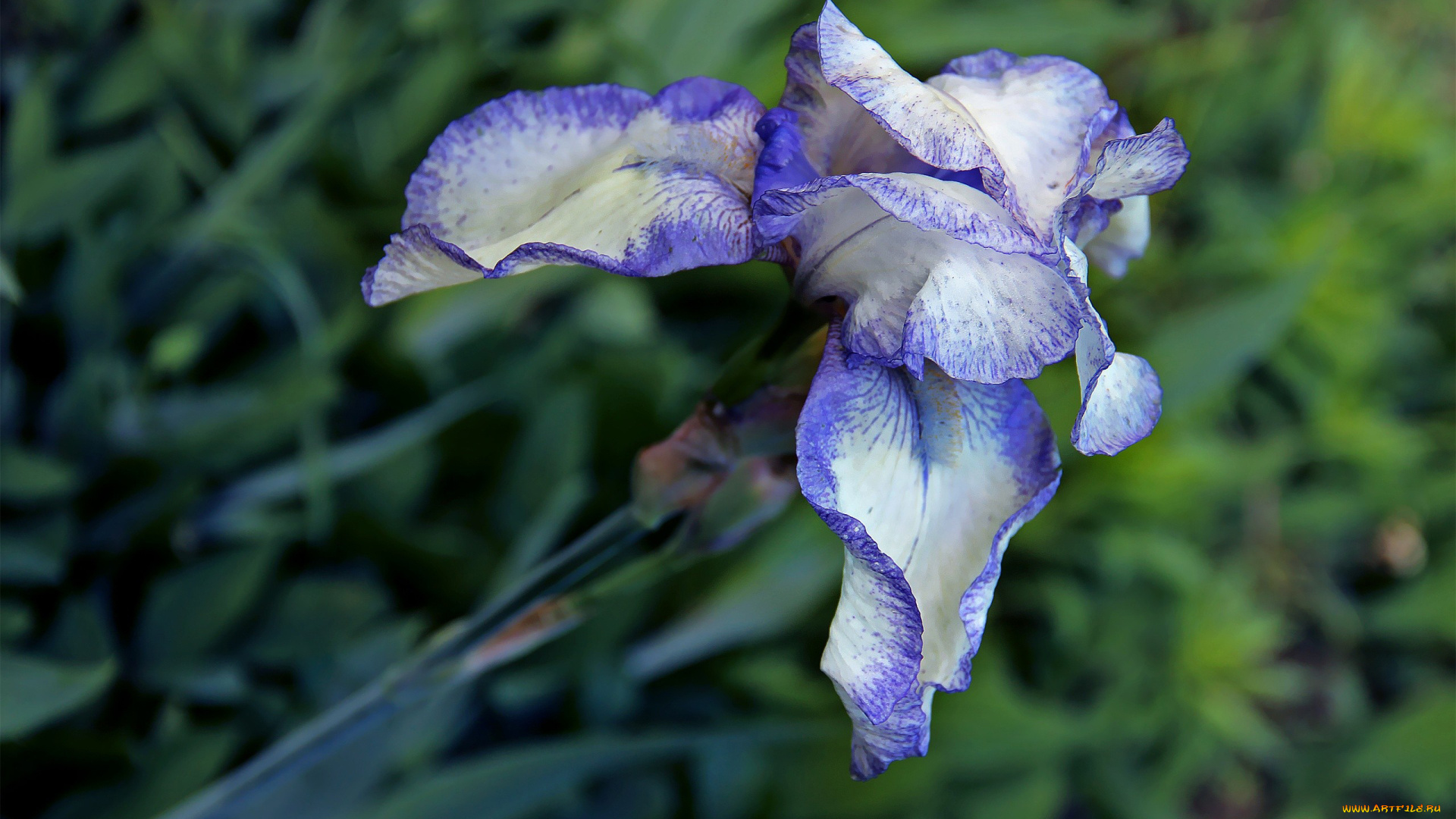 автор, thean, цветы, ирисы, двухцветный