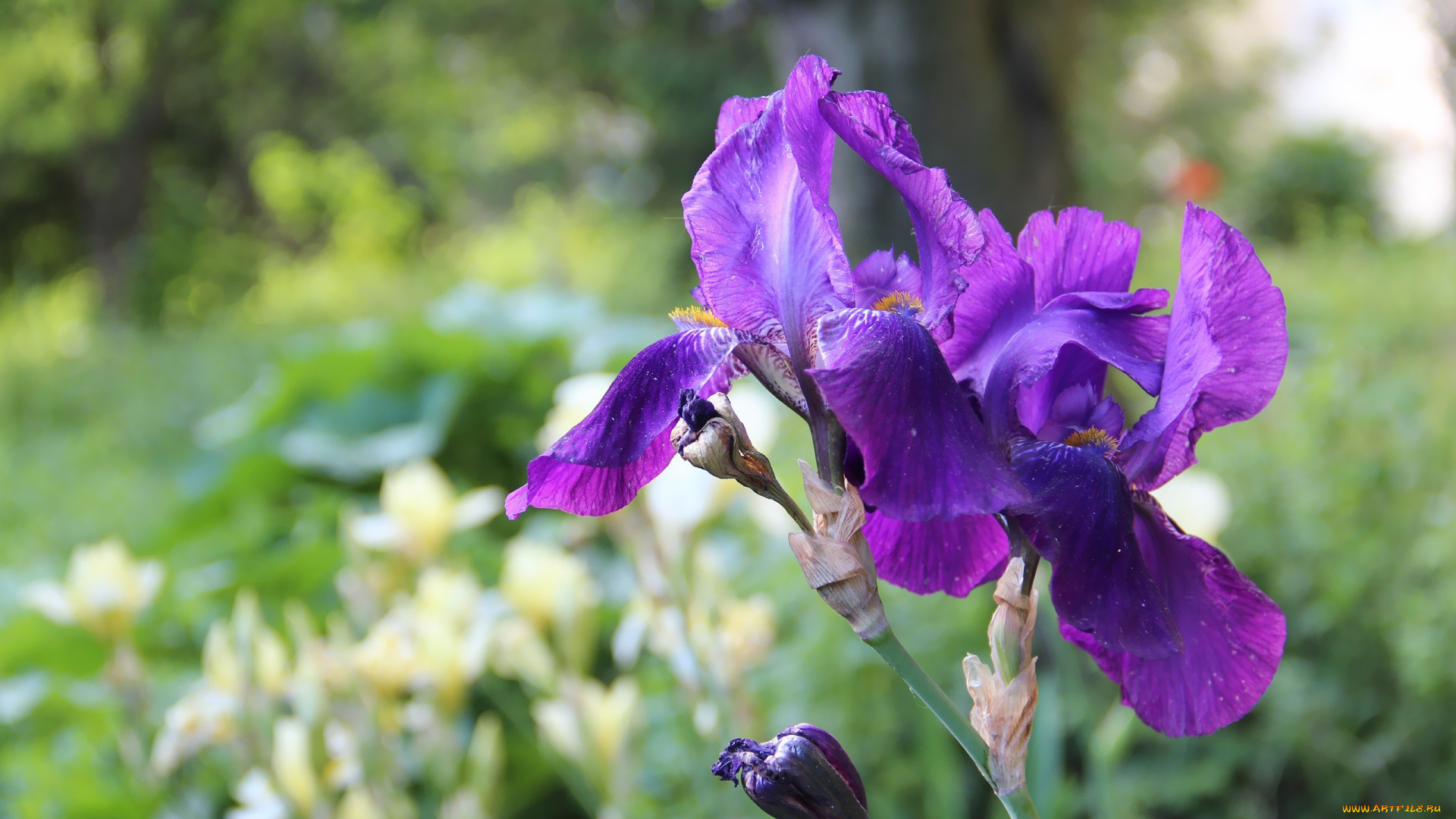 автор, thean, цветы, ирисы, сиреневый