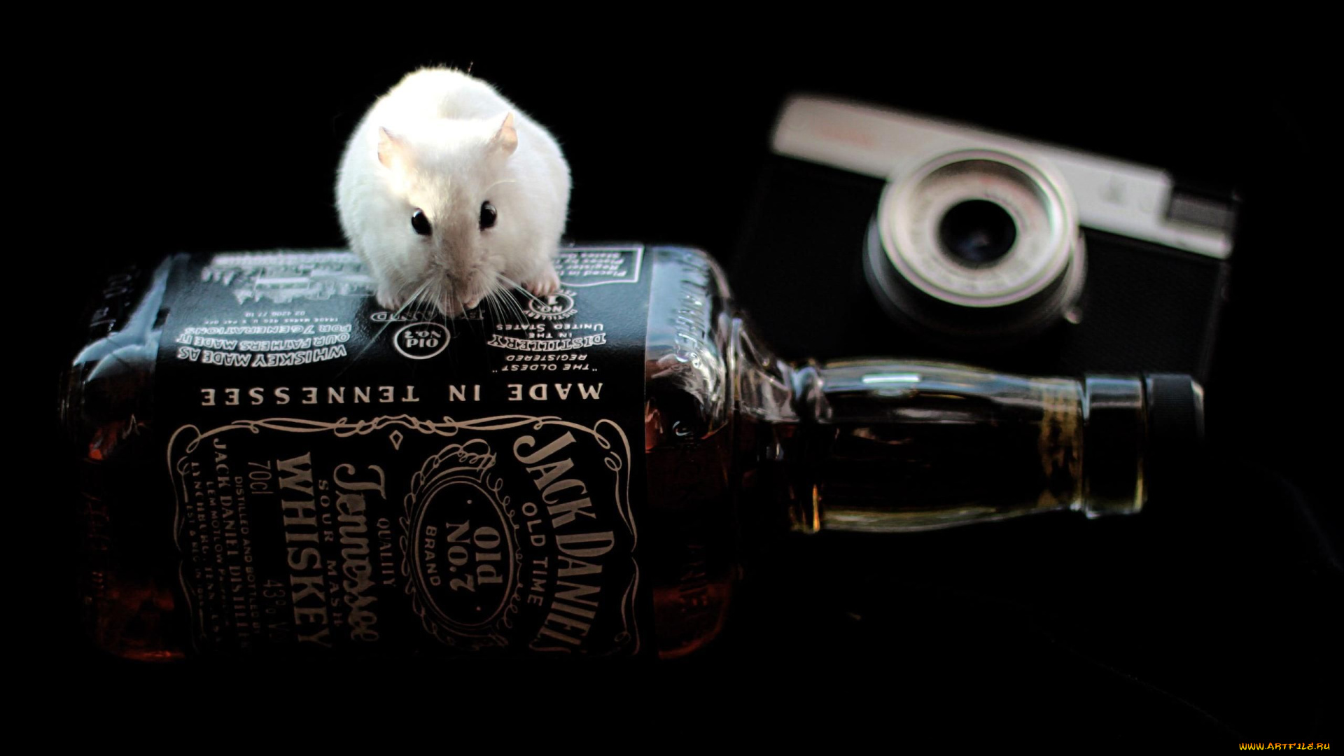 бренды, jack, daniel`s, крыска