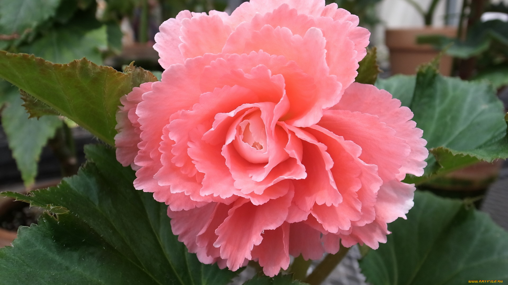 цветы, бегония, розовый