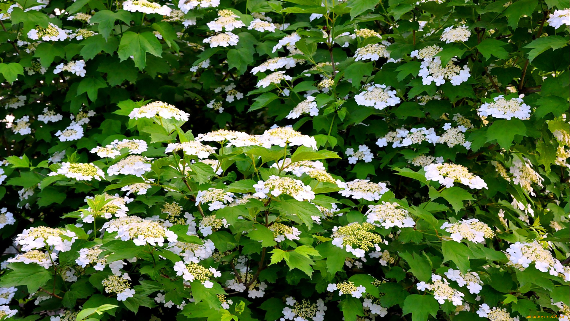 цветы, цветущие, деревья, кустарники, зеленый, белый