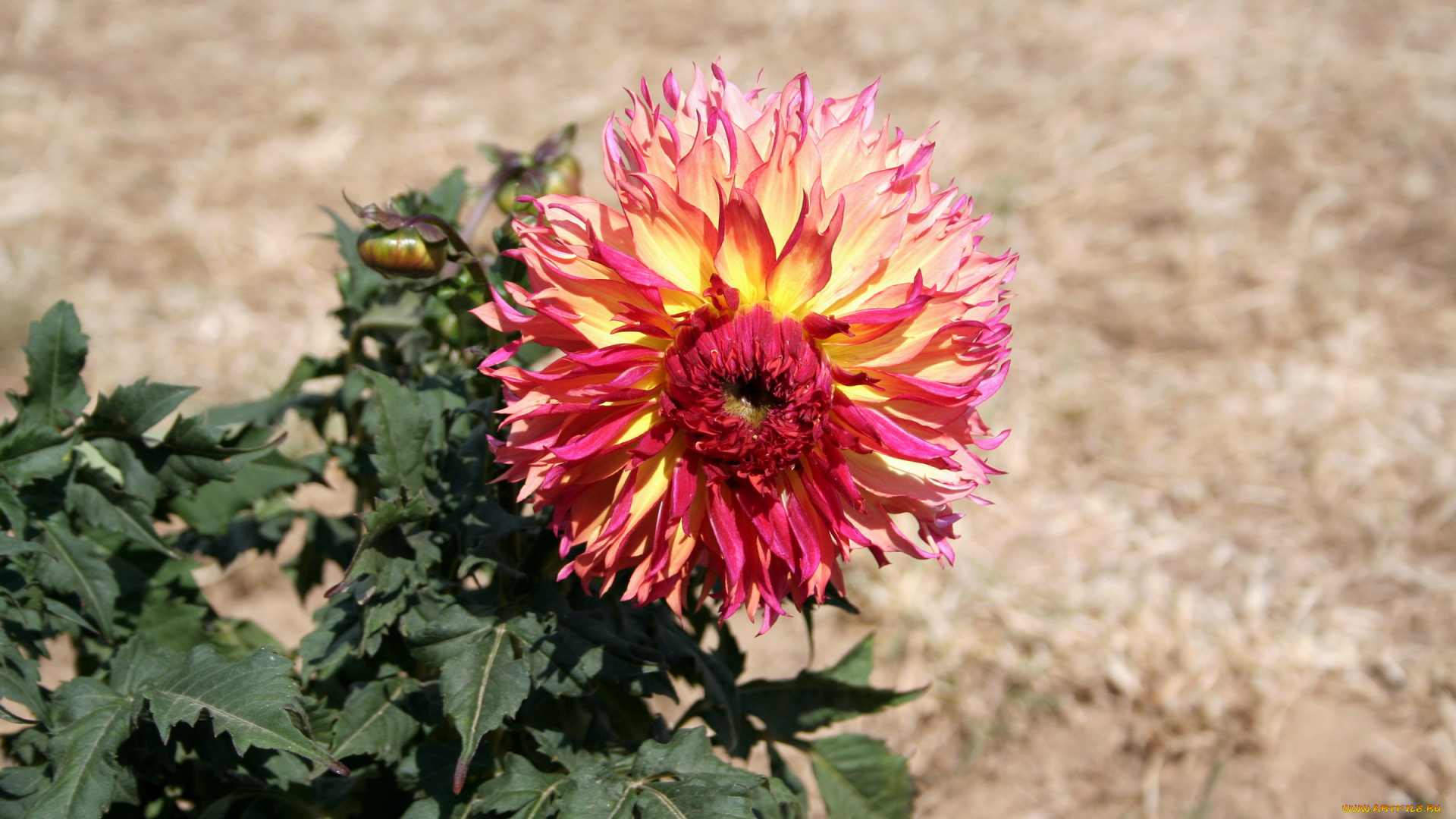 цветы, георгины