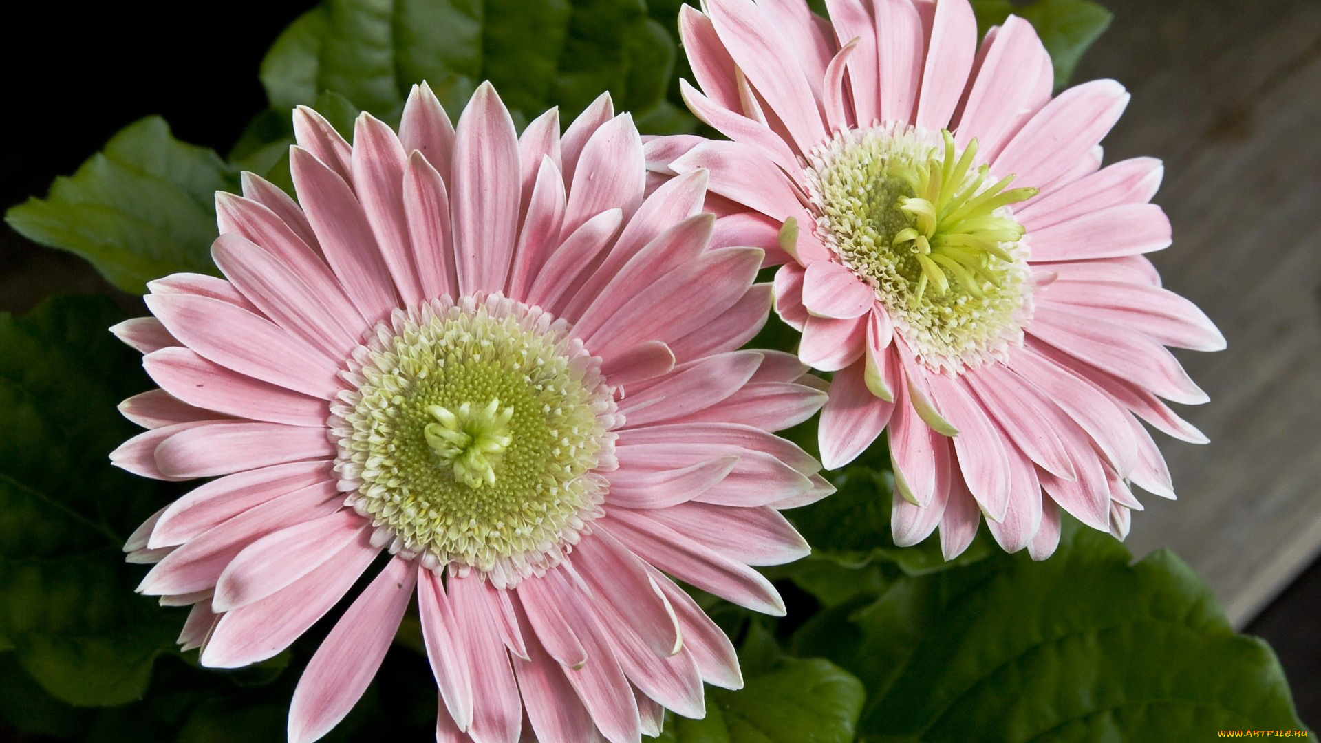 цветы, герберы, лепестки