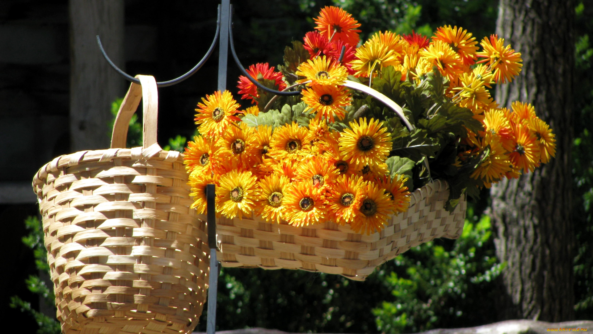 цветы, герберы, желтый, корзинки