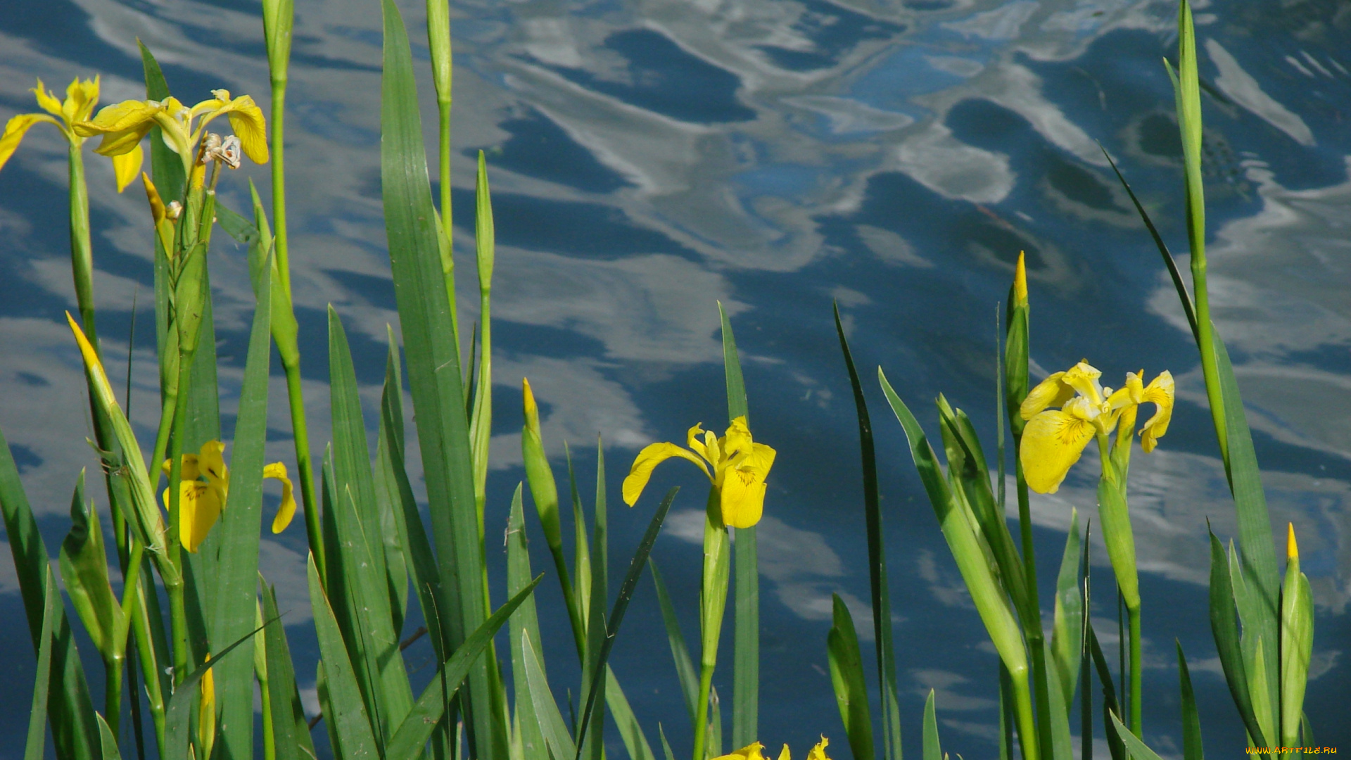 цветы, ирисы, вода