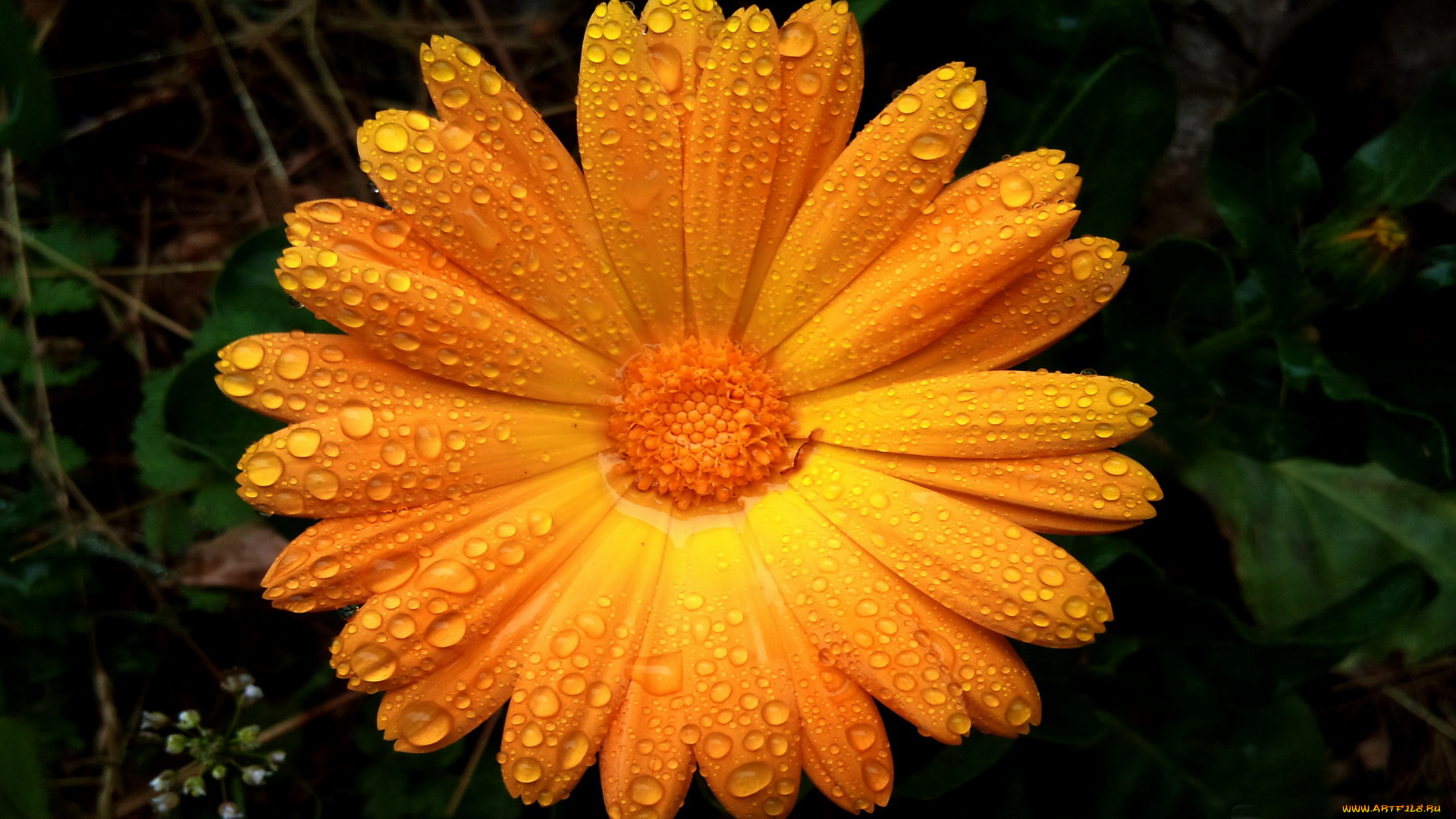 цветы, календула, лепестки, капли