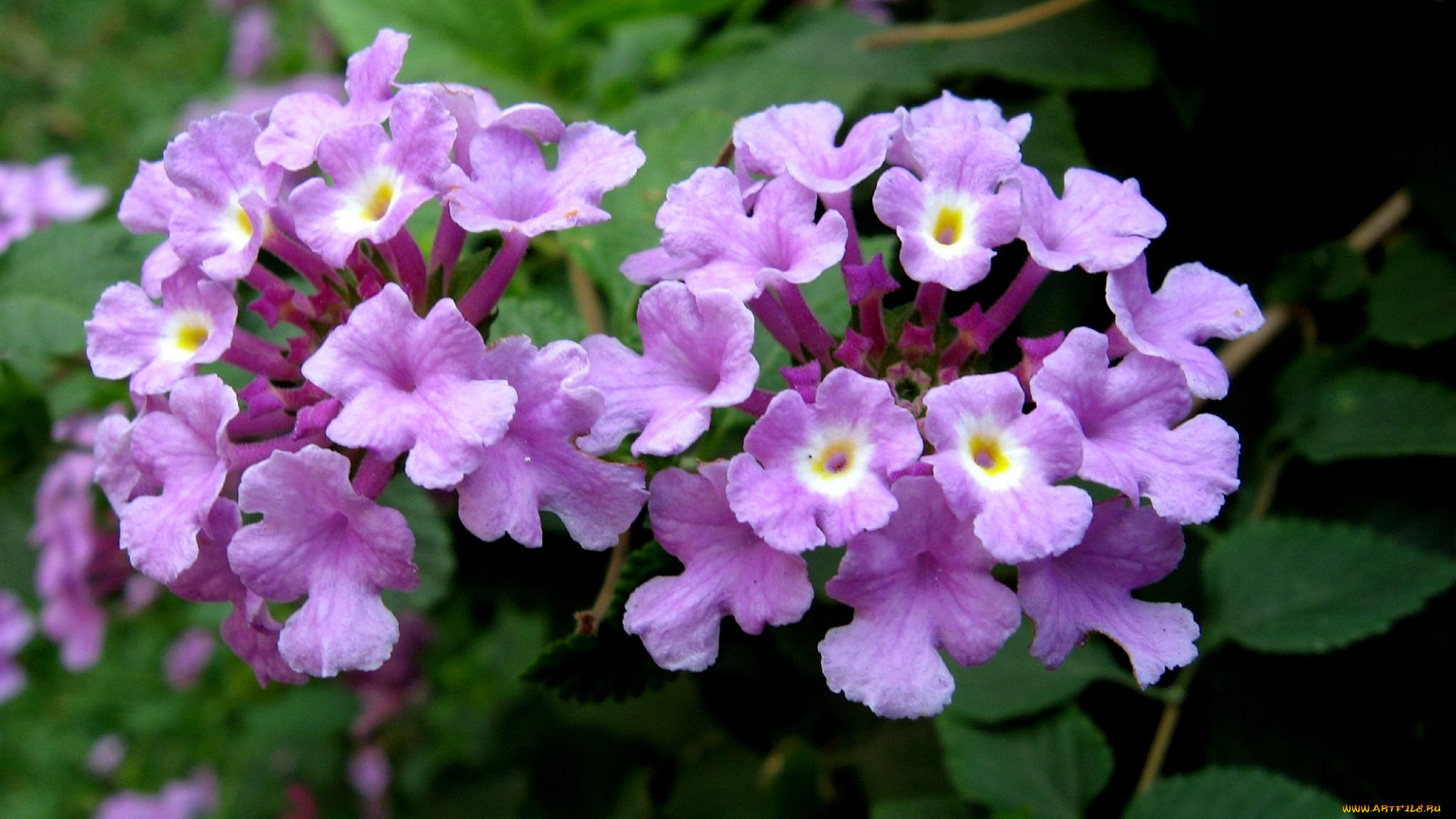 цветы, лантана, вербена, сиреневый