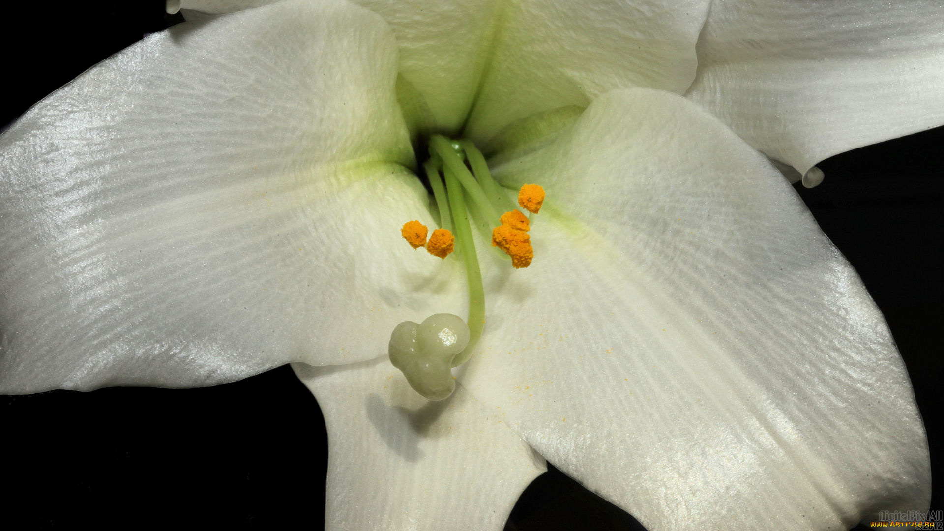 цветы, лилии, лилейники, лепестки