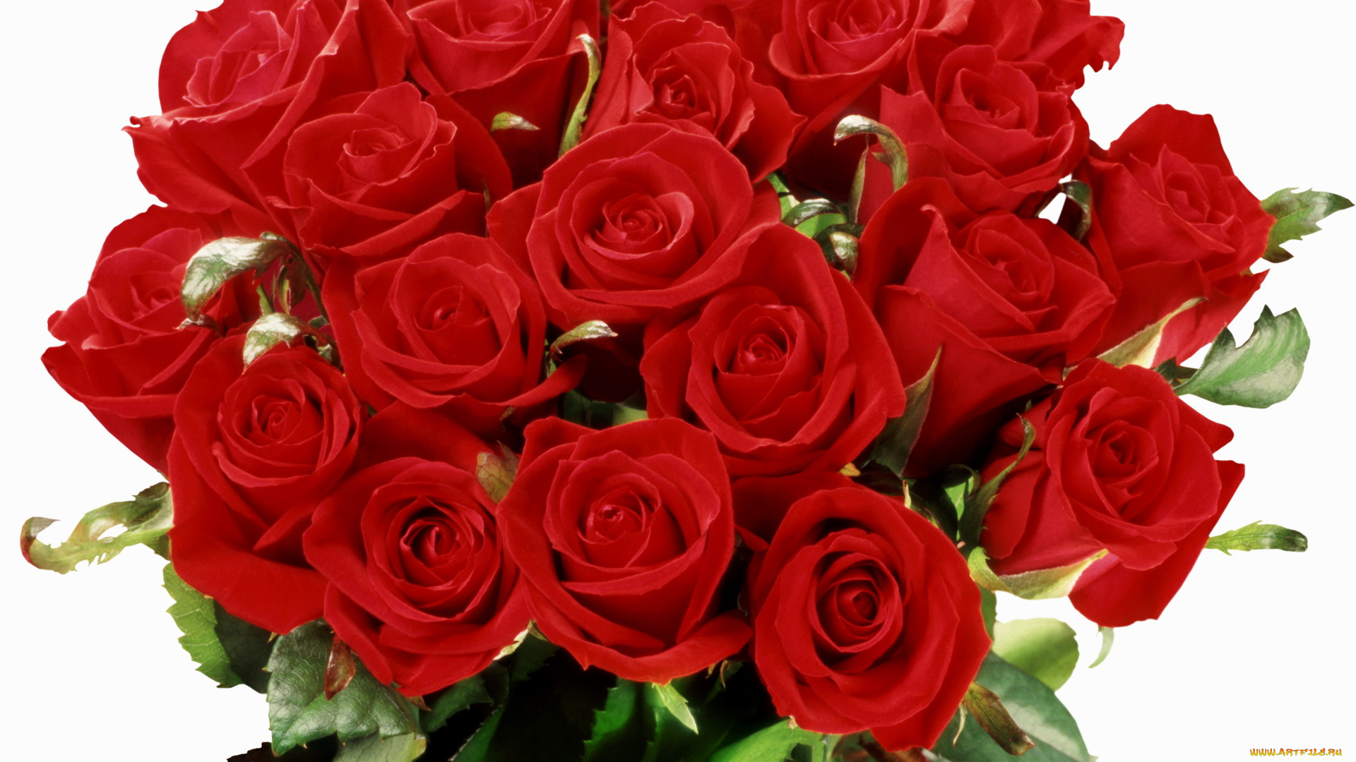 цветы, розы