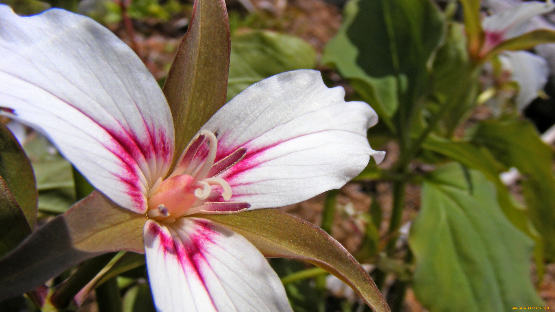 цветы, триллиумы, лепестки