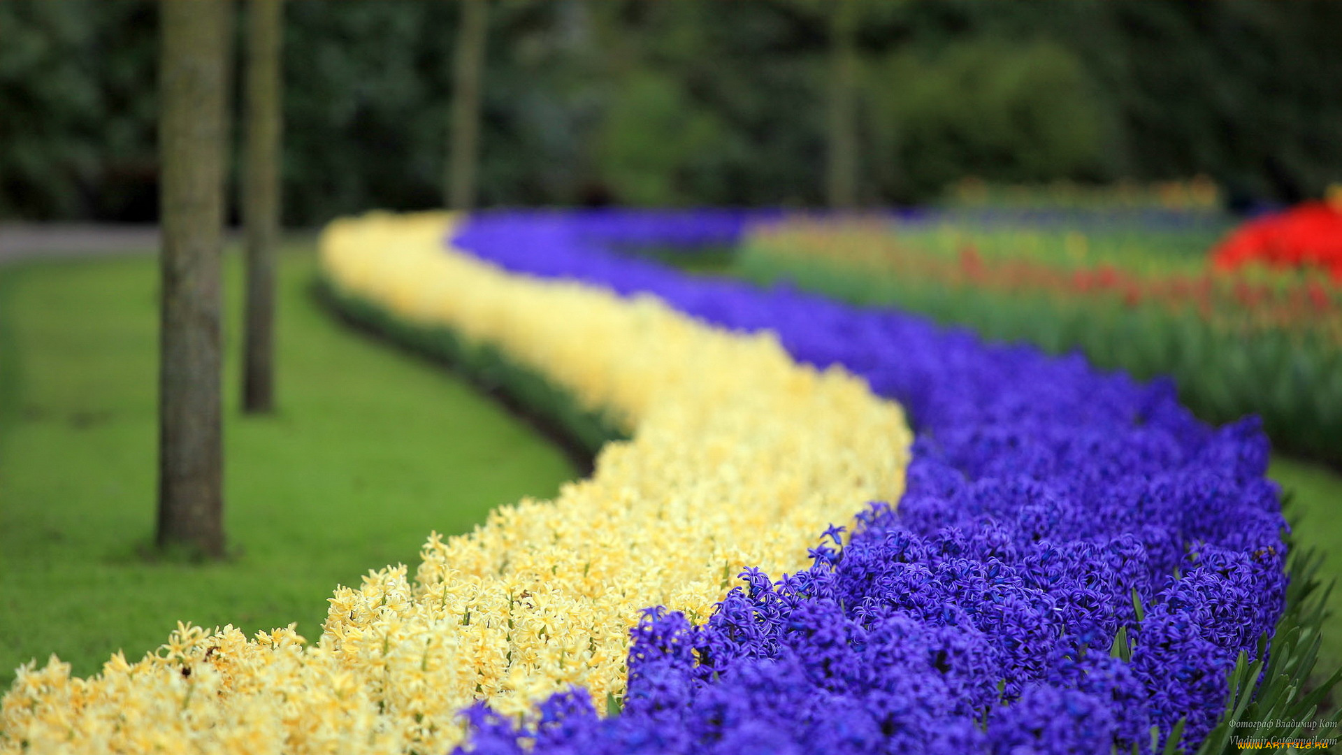 keukenhof, gardens, lisse, holland, цветы, гиацинты, парк, кеукенхоф, голландия