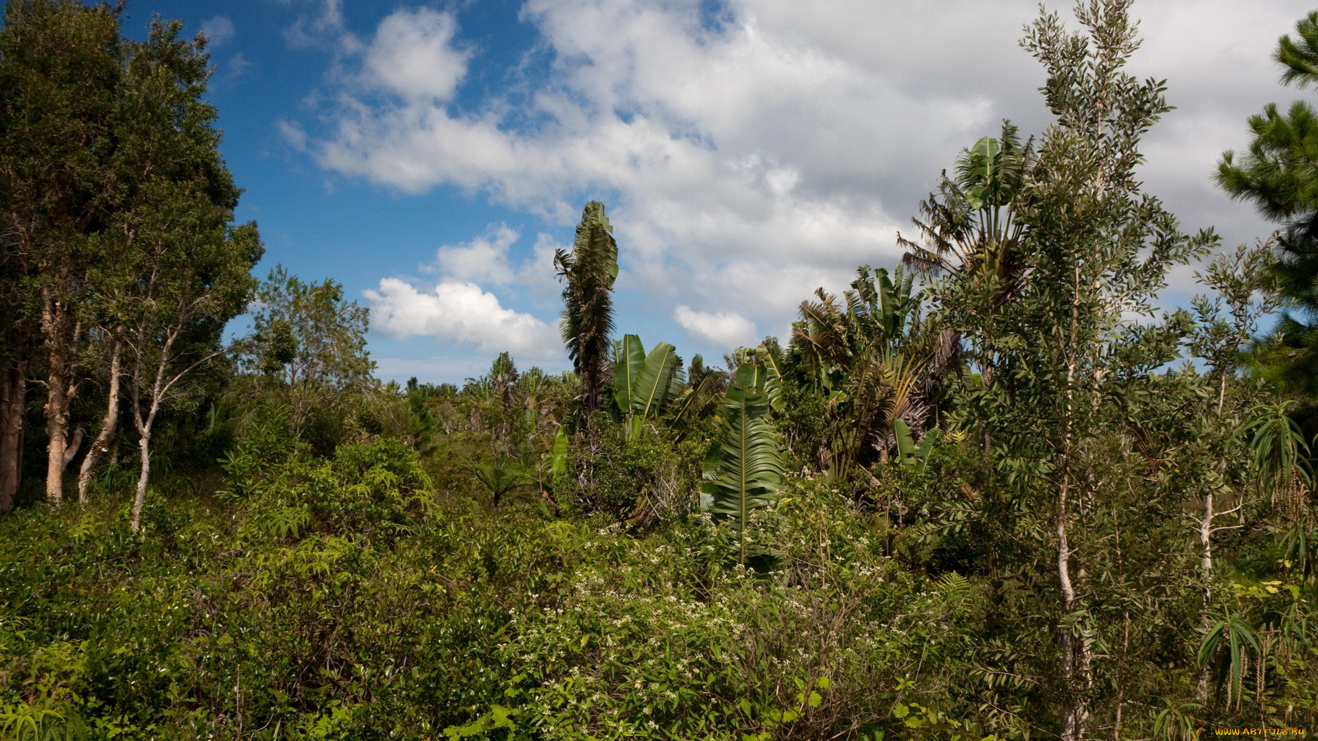 маврикий, природа, тропики, небо, растения