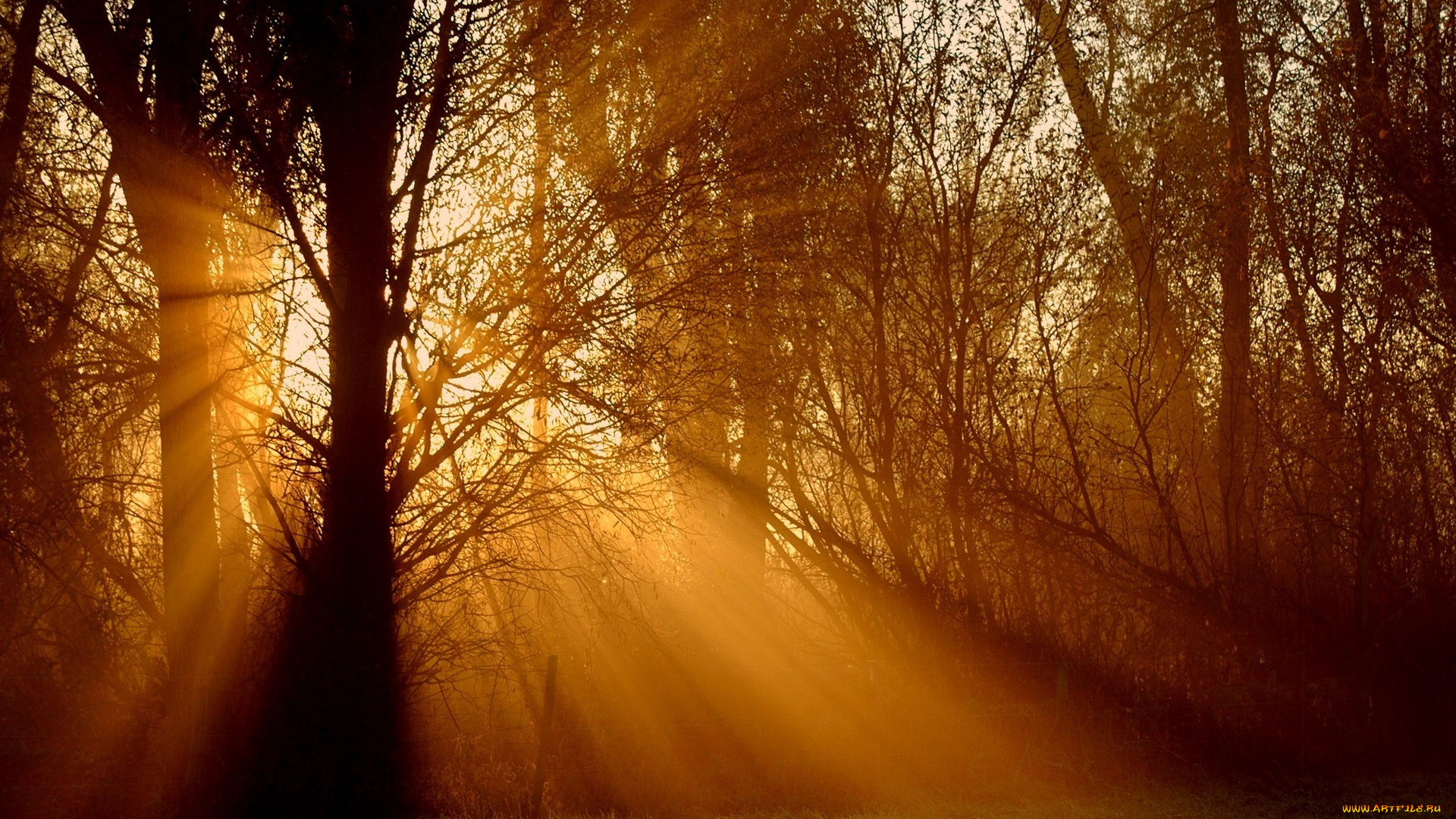 природа, лес, дерево, лучи, свет